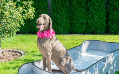 Rinfresca le Giornate del Tuo Amico a Quattro Zampe con le Piscine per Cani