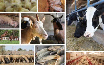 La Soluzione Avanzata per l’Isolamento Termico nel Settore Zootecnico e Agricolo